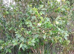 Magnolia figo
