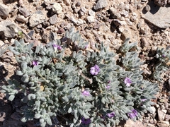 Tiquilia canescens var. pulchella