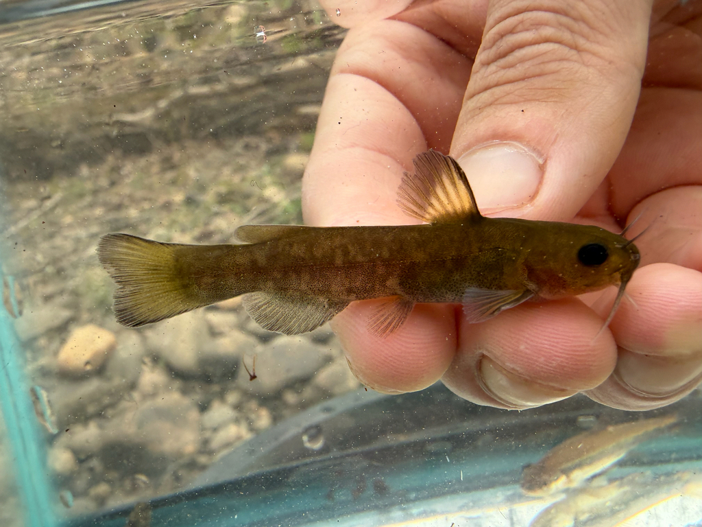 Snail Bullhead