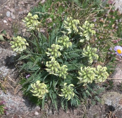Pedicularis parryi