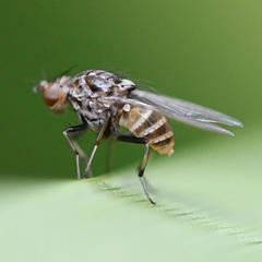 Minettia maculithorax