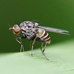 Minettia maculithorax