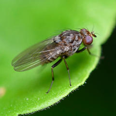 Minettia maculithorax