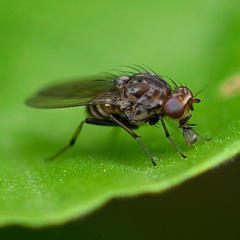 Minettia maculithorax