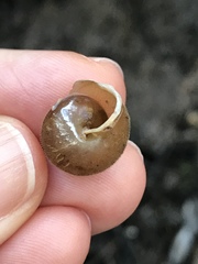 Vespericola marinensis