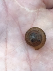 Vespericola marinensis