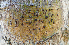 Bathelium carolinianum