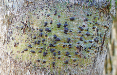 Bathelium carolinianum