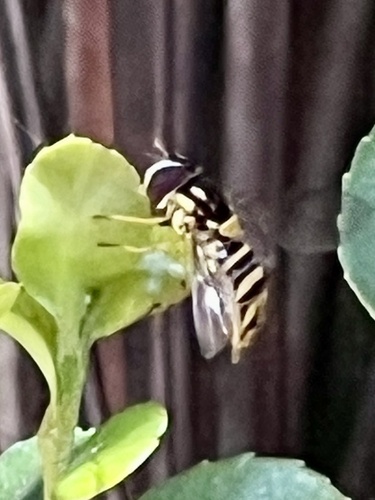Unknown species found near Shipley Nature Center, Huntington Beach, CA, US