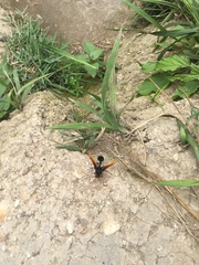 Delta pyriforme circinale