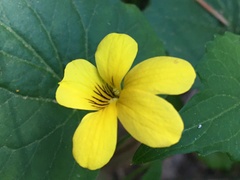 Viola lobata integrifolia