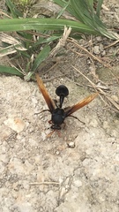 Delta pyriforme circinale