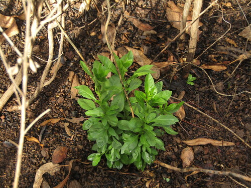 Chilean boxthorn (Vestia foetida)
