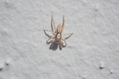 Menemerus bivittatus