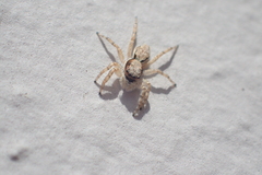 Menemerus bivittatus