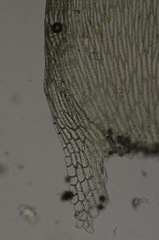 Plagiothecium denticulatum