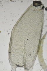 Plagiothecium denticulatum