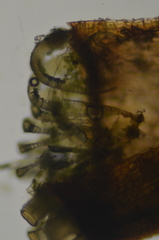 Plagiothecium denticulatum