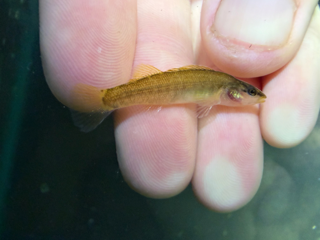 Sharphead Darter