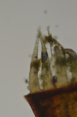 Plagiothecium denticulatum