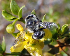 Hoplitis biscutellae
