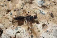 Camponotus