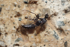 Camponotus