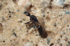 Camponotus