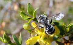 Hoplitis biscutellae