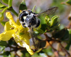 Hoplitis biscutellae