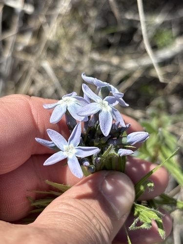 Fringed bluestar (Amsonia ciliata)