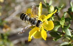 Hoplitis biscutellae