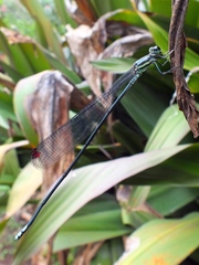 Mecistogaster modesta