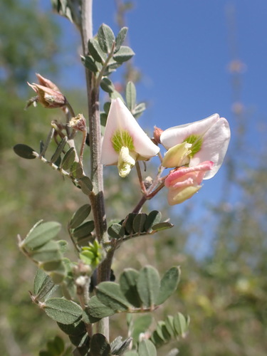 Baby Bonnets (Coursetia axillaris)