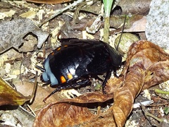 Megaloblatta blaberoides