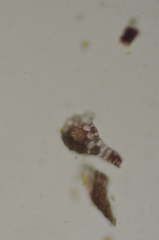 Pohlia longibracteata