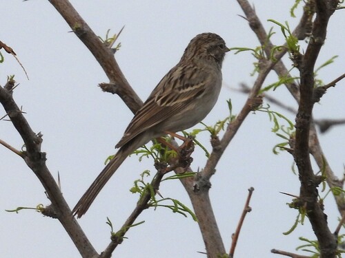 Brewer's Sparrow (Spizella breweri), photo 3