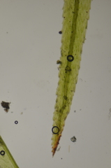 Pohlia longibracteata