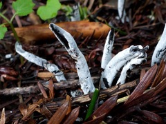 Hypomyces papulasporae