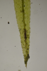 Pohlia longibracteata