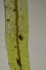 Pohlia longibracteata