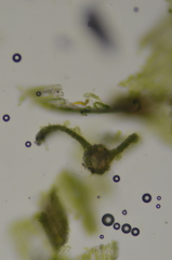 Pohlia longibracteata