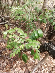 Rhus pachyrrhachis