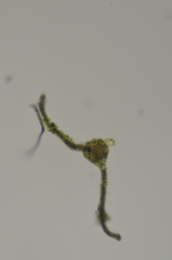 Pohlia longibracteata