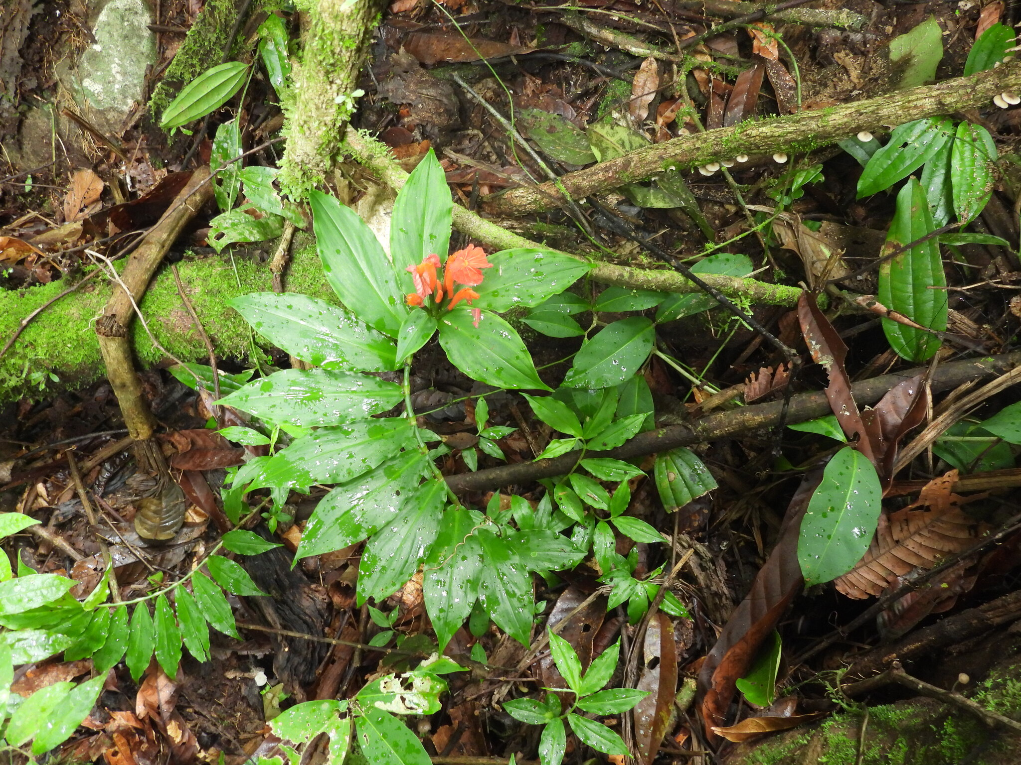 Chamaecostus lanceolatus subsp. pulchriflorus (Ducke) C.D.Specht & D.W.Stev.