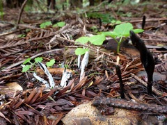 Hypomyces papulasporae