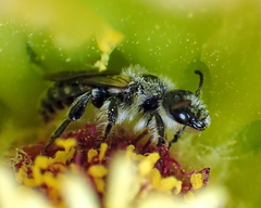 Dufourea echinocacti