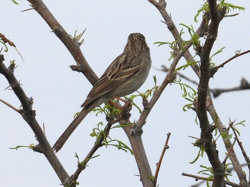 Brewer's Sparrow (Spizella breweri), photo 4