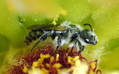 Dufourea echinocacti