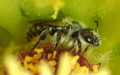 Dufourea echinocacti